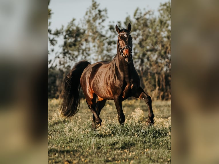 Lets warmbloed Ruin 10 Jaar 177 cm Donkerbruin in Elst