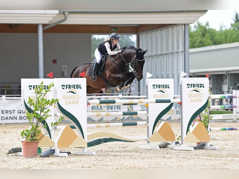 Lets warmbloed Ruin 13 Jaar 170 cm Donkerbruin in Enzesfeld-Lindabrunn
