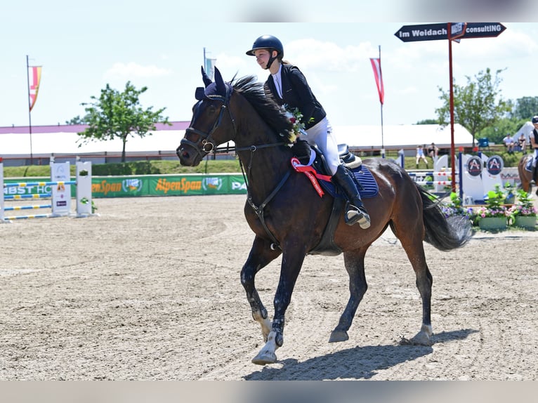 Lets warmbloed Ruin 13 Jaar 170 cm Donkerbruin in Enzesfeld-Lindabrunn