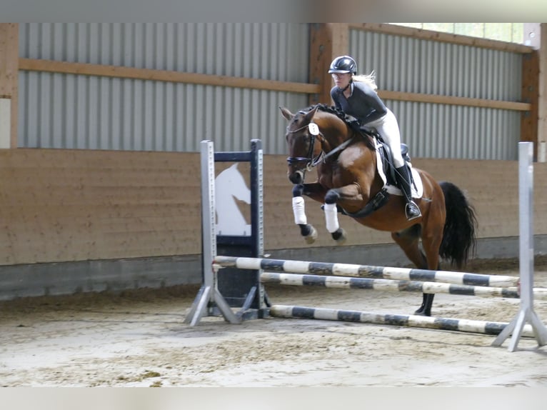 Lets warmbloed Ruin 14 Jaar 159 cm Bruin in Ganschow