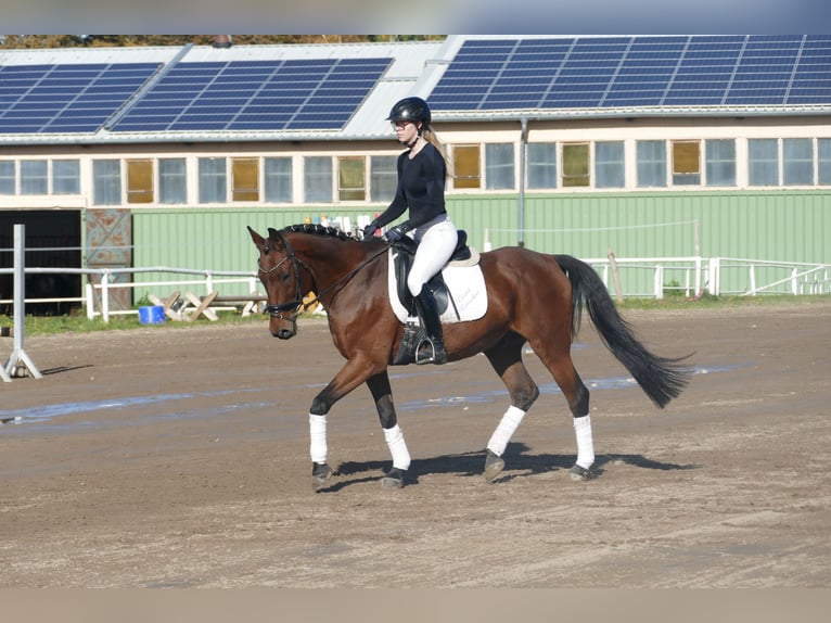 Lets warmbloed Ruin 14 Jaar 159 cm Bruin in Ganschow