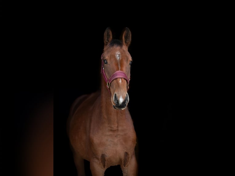 Lets warmbloed Mix Ruin 1 Jaar 160 cm Roodbruin in Grybėnai