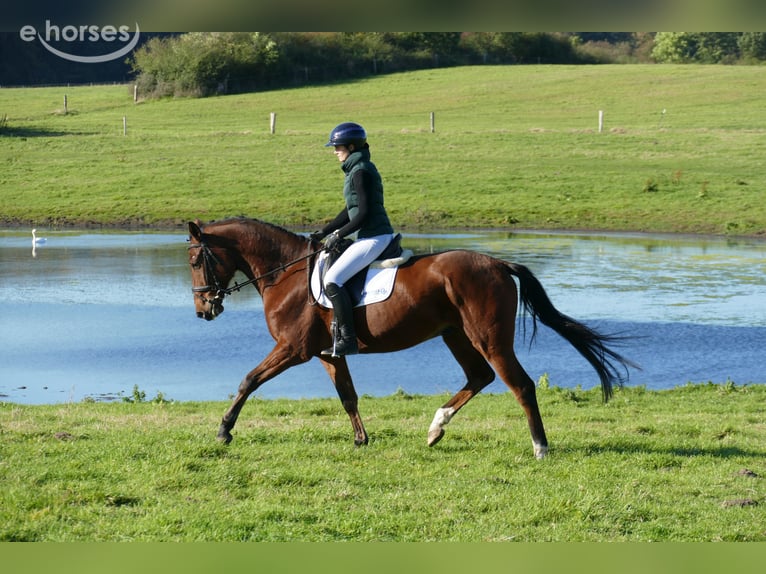 Lets warmbloed Ruin 4 Jaar 165 cm Bruin in Ganschow