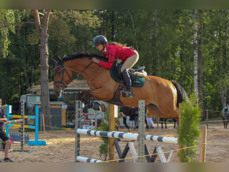 Lets warmbloed Ruin 4 Jaar 166 cm Roodbruin in Sigulda