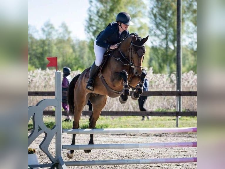 Lets warmbloed Ruin 4 Jaar 166 cm Roodbruin in Sigulda