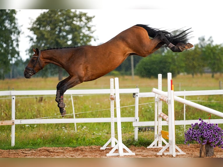 Lets warmbloed Ruin 4 Jaar 166 cm Roodbruin in Sigulda