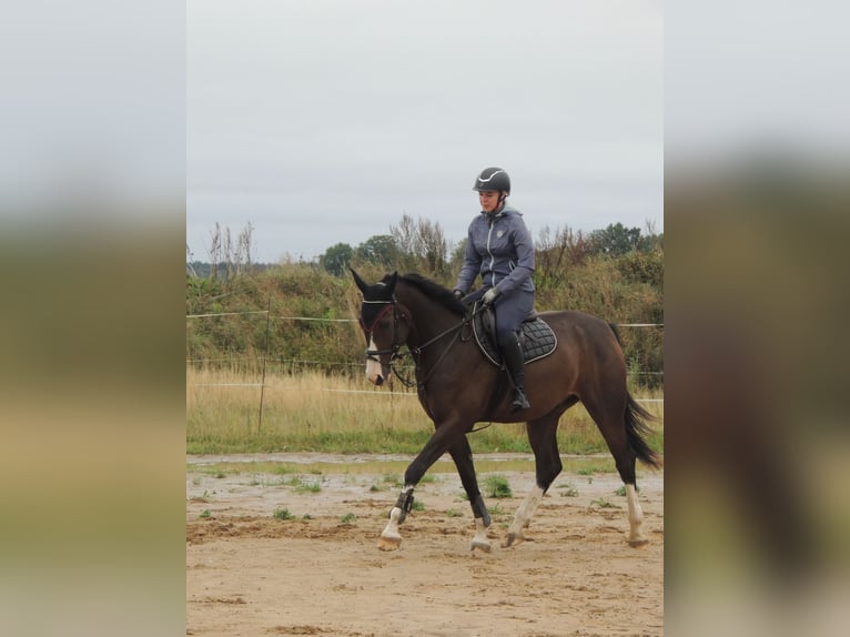 Lets warmbloed Ruin 4 Jaar 170 cm Donkerbruin in Dienvidkurzemes novads