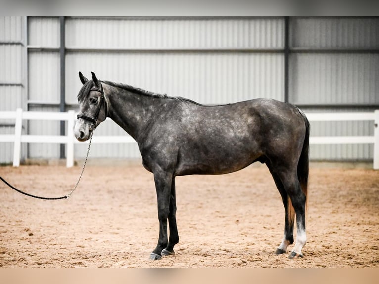 Lets warmbloed Ruin 5 Jaar 164 cm Schimmel in Ogre