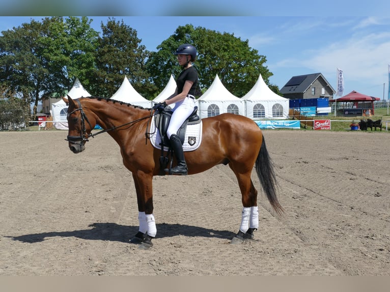 Lets warmbloed Ruin 5 Jaar 169 cm Bruin in Ganschow