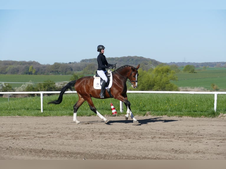 Lets warmbloed Ruin 5 Jaar 170 cm Bruin in Ganschow