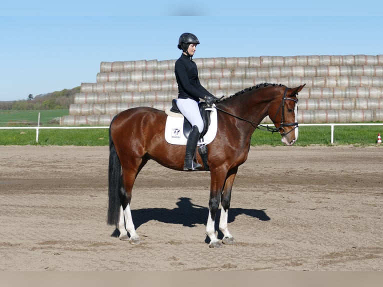 Lets warmbloed Ruin 5 Jaar 170 cm Bruin in Ganschow