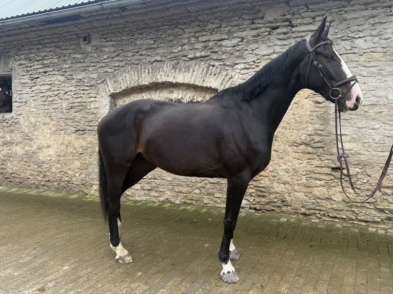 Lets warmbloed Ruin 5 Jaar 170 cm Donkerbruin in Tallinn
