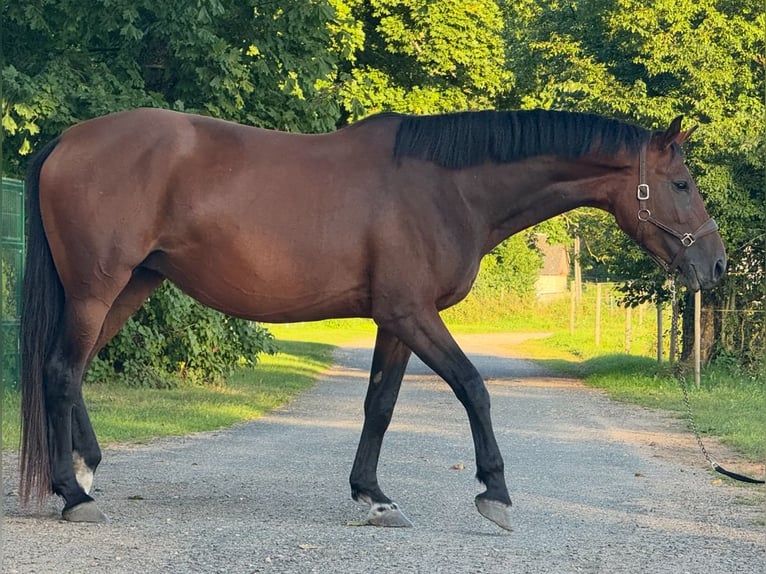 Lets warmbloed Ruin 5 Jaar in Riga