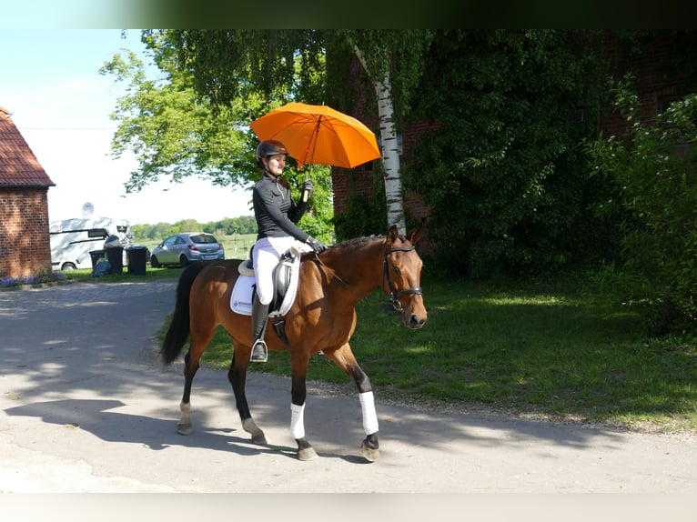Lets warmbloed Ruin 6 Jaar 160 cm Bruin in Ganschow