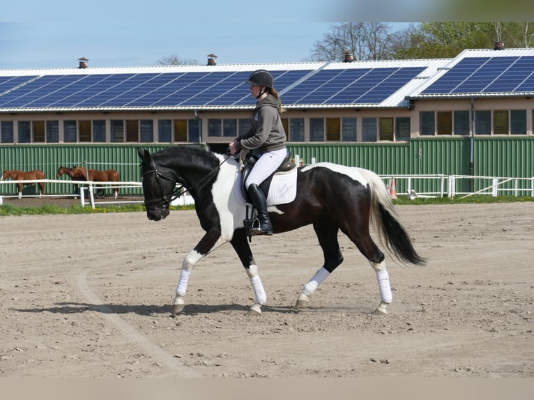 Lets warmbloed Ruin 6 Jaar 169 cm Gevlekt-paard in Ganschow