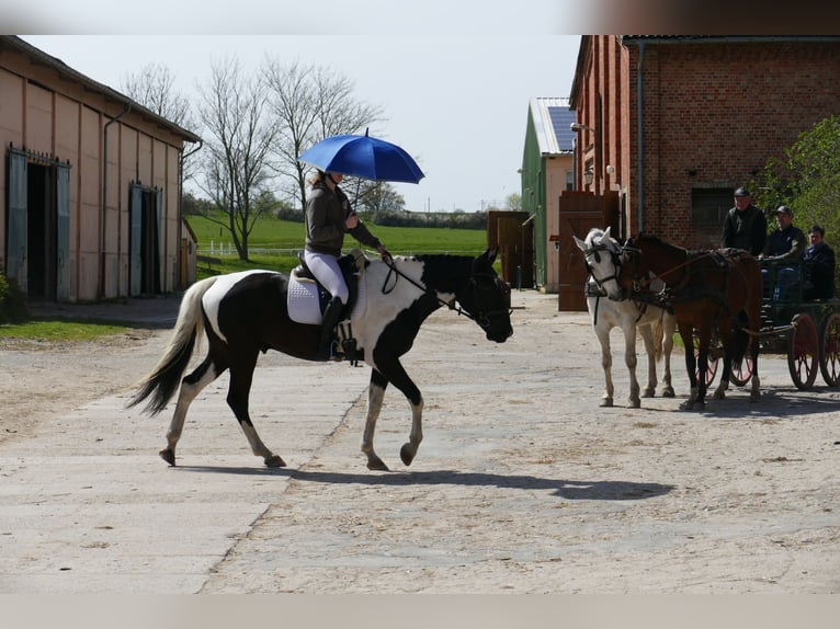 Lets warmbloed Ruin 6 Jaar 169 cm Gevlekt-paard in Ganschow