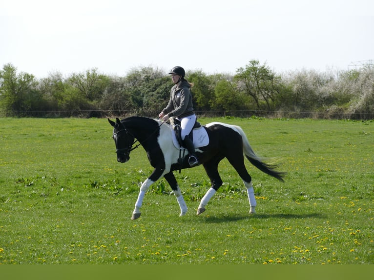 Lets warmbloed Ruin 6 Jaar 169 cm Gevlekt-paard in Ganschow