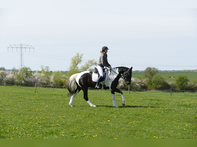 Lets warmbloed Ruin 6 Jaar 169 cm Gevlekt-paard in Ganschow