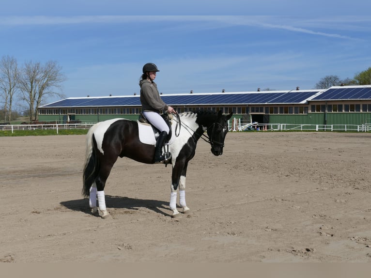 Lets warmbloed Ruin 6 Jaar 169 cm Gevlekt-paard in Ganschow