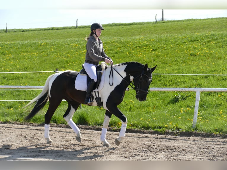 Lets warmbloed Ruin 6 Jaar 169 cm Gevlekt-paard in Ganschow