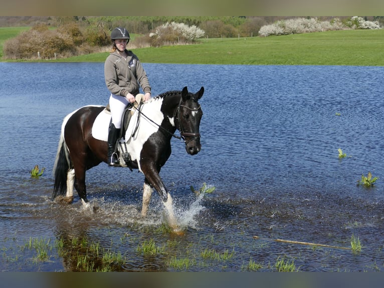 Lets warmbloed Ruin 6 Jaar 169 cm Gevlekt-paard in Ganschow