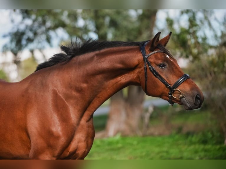 Lets warmbloed Ruin 6 Jaar 172 cm Bruin in Giebelstadt