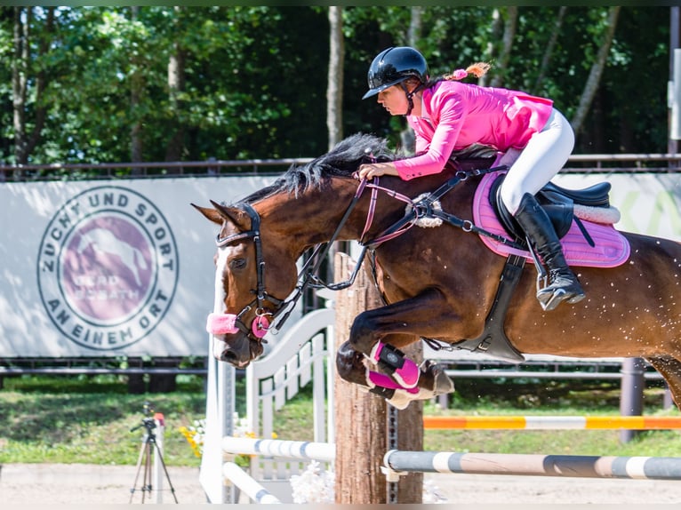 Lets warmbloed Ruin 6 Jaar 175 cm Donkerbruin in Grobina