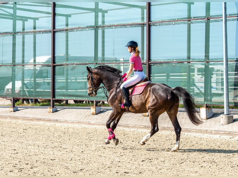 Lets warmbloed Ruin 6 Jaar 175 cm Donkerbruin in Grobina