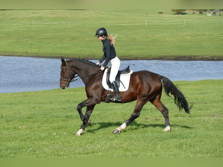 Lets warmbloed Ruin 7 Jaar 168 cm Donkerbruin in Ganschow