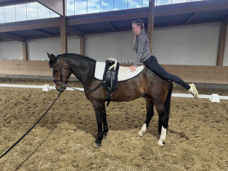 Lets warmbloed Ruin 8 Jaar 160 cm Donkerbruin in Ganschow