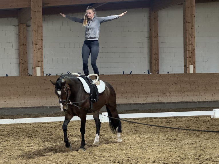 Lets warmbloed Ruin 8 Jaar 160 cm Donkerbruin in Ganschow