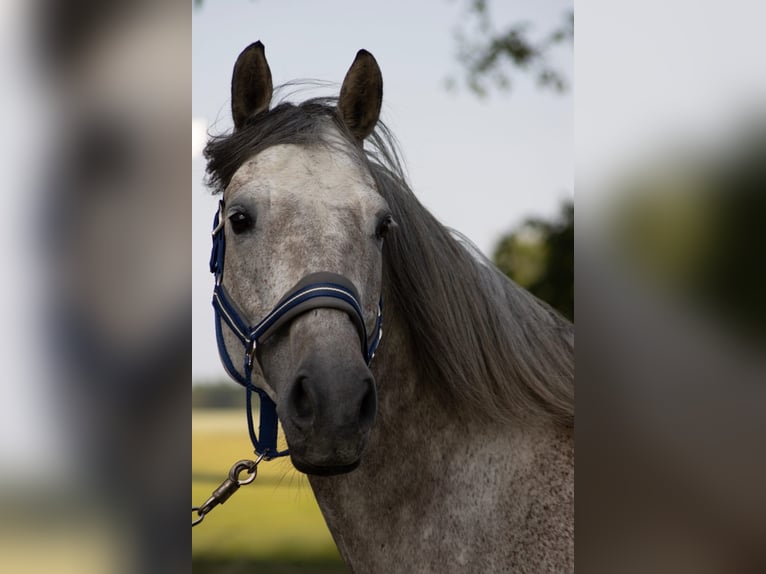 Lets warmbloed Ruin 8 Jaar 165 cm Appelschimmel in Wolfern