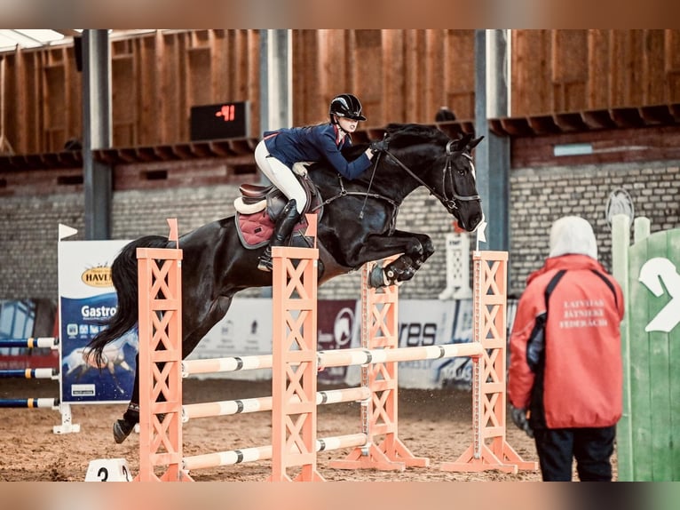 Lets warmbloed Ruin 8 Jaar 167 cm Zwart in Ogre