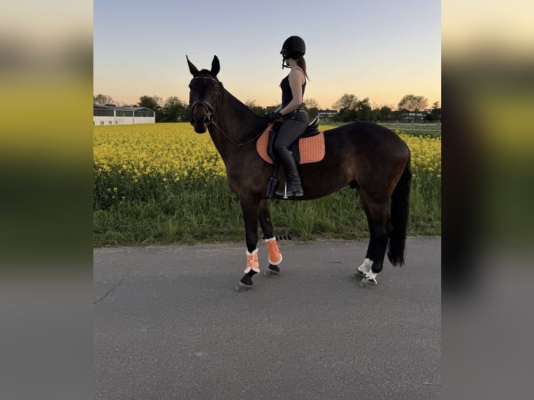 Lets warmbloed Ruin 9 Jaar 169 cm Donkerbruin in Bad Soden am Taunus