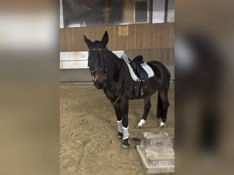 Lets warmbloed Ruin 9 Jaar 169 cm Donkerbruin in Bad Soden am Taunus