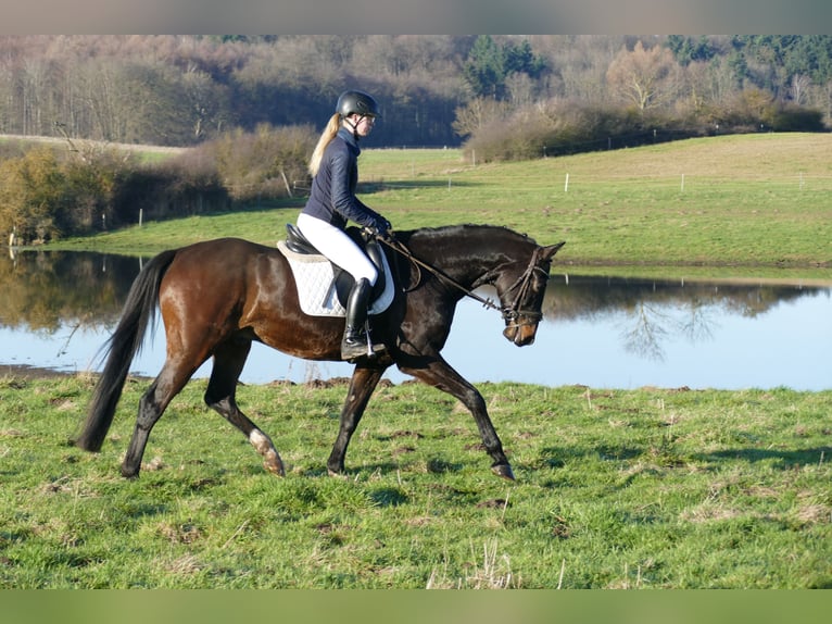 Lets warmbloed Ruin 9 Jaar 169 cm Donkerbruin in Ganschow