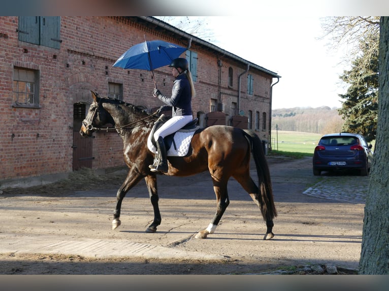 Lets warmbloed Ruin 9 Jaar 169 cm Donkerbruin in Ganschow