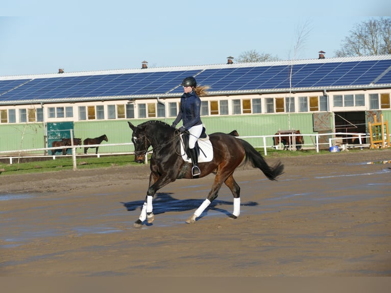 Lets warmbloed Ruin 9 Jaar 169 cm Donkerbruin in Ganschow