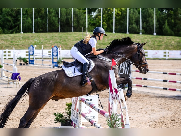 Lets warmbloed Ruin 9 Jaar 175 cm Donkerbruin in Inčukalns