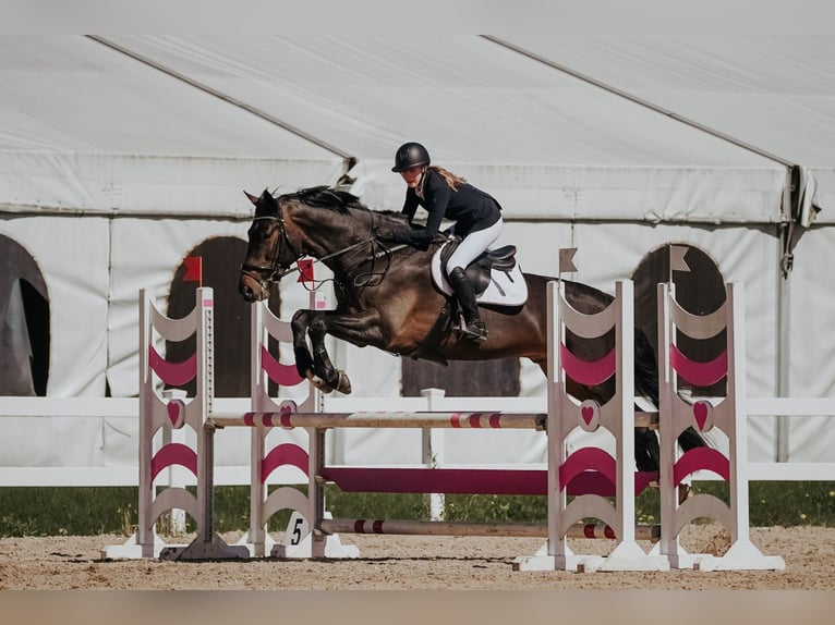 Lets warmbloed Ruin 9 Jaar 175 cm Donkerbruin in Inčukalns