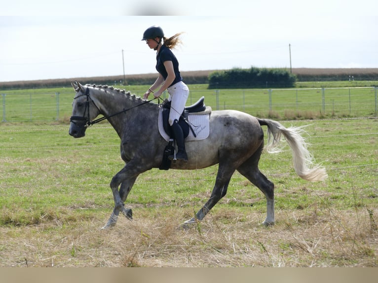 Lettisches Warmblut Hengst 4 Jahre 165 cm Schimmel in Ganschow