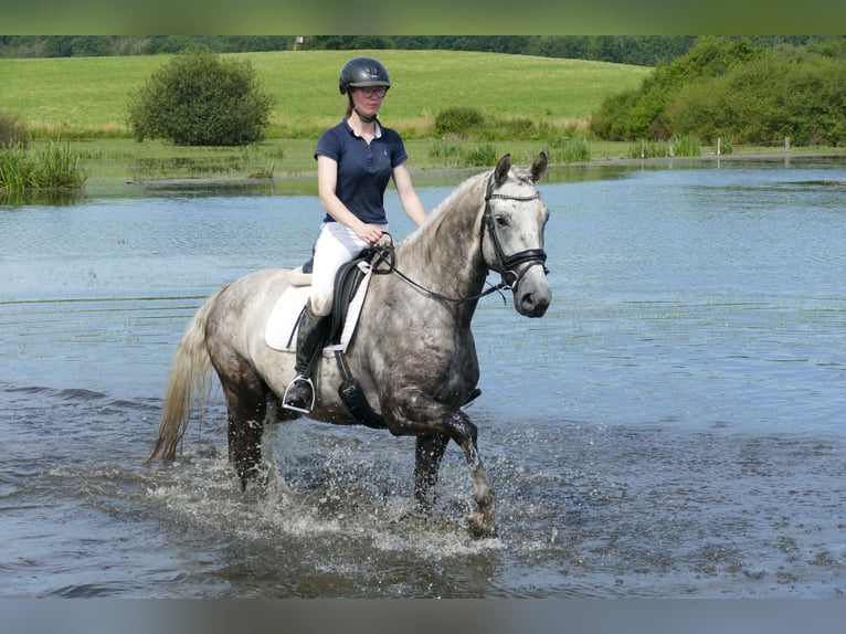 Lettisches Warmblut Hengst 4 Jahre 165 cm Schimmel in Ganschow