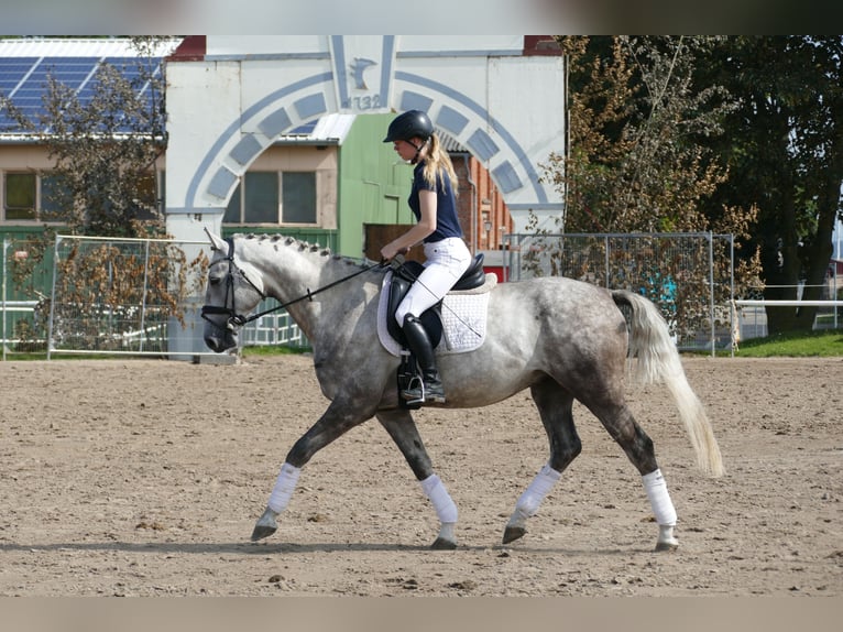 Lettisches Warmblut Hengst 4 Jahre 165 cm Schimmel in Ganschow