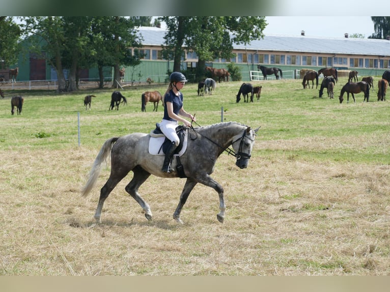 Lettisches Warmblut Hengst 4 Jahre 165 cm Schimmel in Ganschow