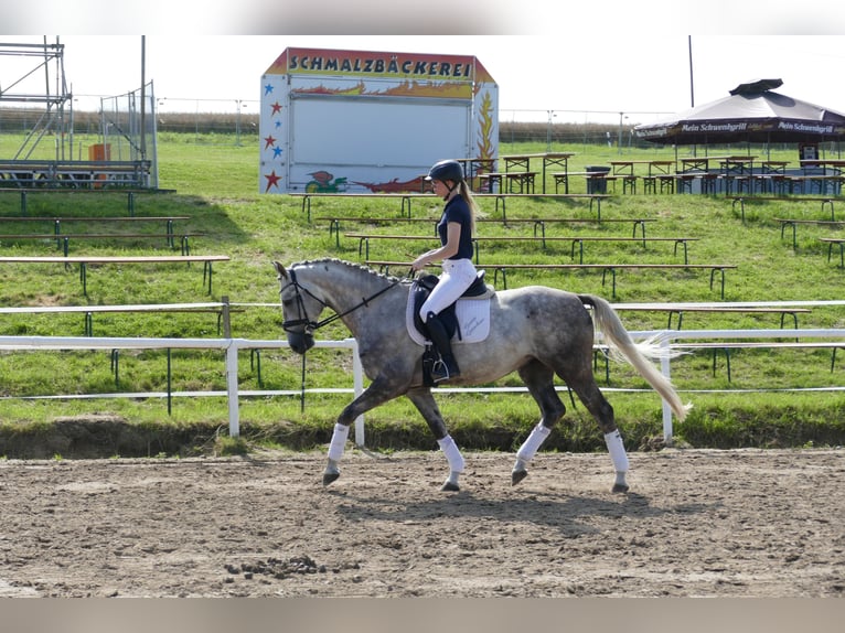 Lettisches Warmblut Hengst 4 Jahre 165 cm Schimmel in Ganschow