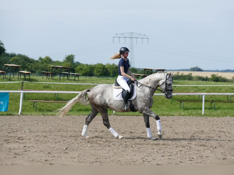 Lettisches Warmblut Hengst 4 Jahre 165 cm Schimmel in Ganschow