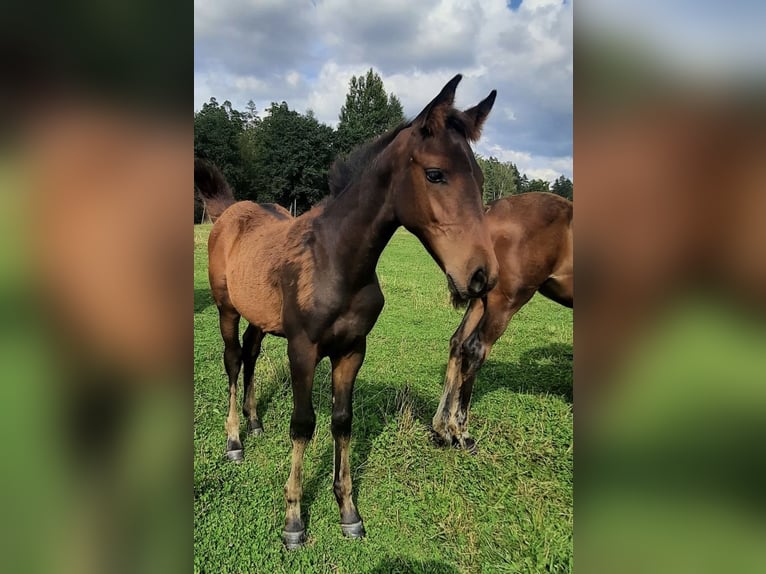 Lettisches Warmblut Hengst Fohlen (04/2024) 165 cm Dunkelbrauner in Zentene