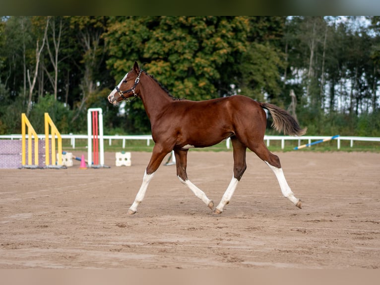 Lettisches Warmblut Hengst Fohlen (06/2026) 170 cm Rotbrauner in LIEPAJA