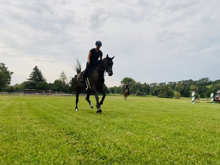Lettisches Warmblut Stute 10 Jahre 165 cm Dunkelbrauner in Langenzenn