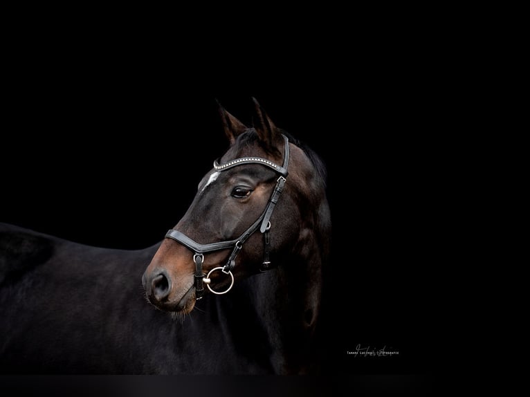Lettisches Warmblut Stute 10 Jahre 165 cm Dunkelbrauner in Langenzenn